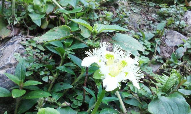 梅花草有毒吗（了解梅花草毒性）