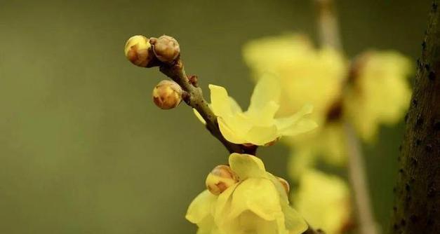 梅花长虫子防治方法（掌握防治技巧）