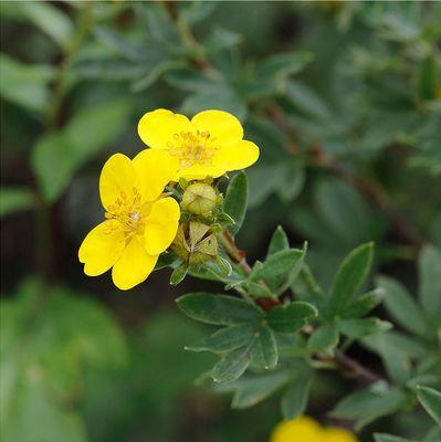 梅花长虫子防治方法（掌握防治技巧）