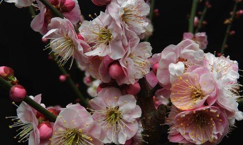 寻找梅花的踪迹（揭秘梅花的生长环境及习性）