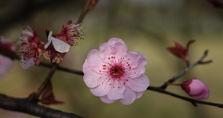 寻找梅花的踪迹（揭秘梅花的生长环境及习性）