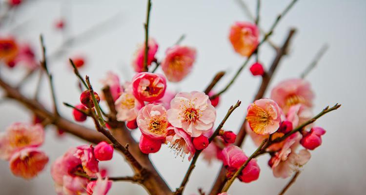 寻找梅花的踪迹（揭秘梅花的生长环境及习性）