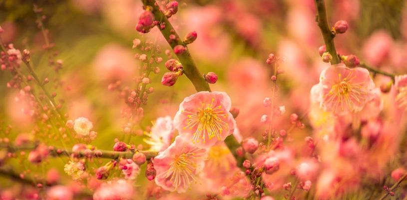 梅花春天开花的奇迹（揭秘梅花开花的神秘力量与魅力）