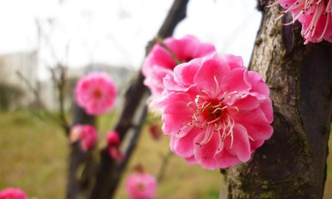 梅花春天开花的奇迹（揭秘梅花开花的神秘力量与魅力）