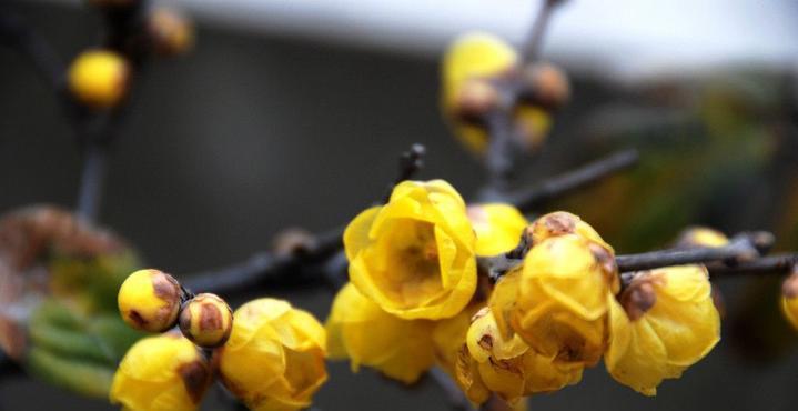 梅花催花时间和方法（让梅花提前绽放的技巧）