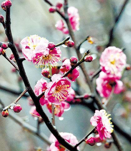 梅花的花色之谜（揭开梅花的神秘面纱）