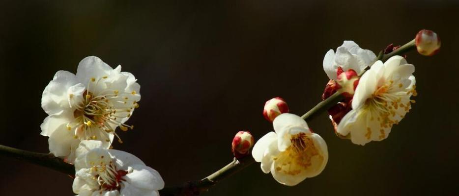 梅花的花语与代表意义（揭示梅花所蕴含的神秘力量）