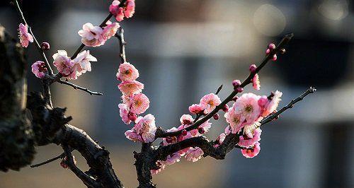 梅花的花语与代表意义（揭示梅花所蕴含的神秘力量）