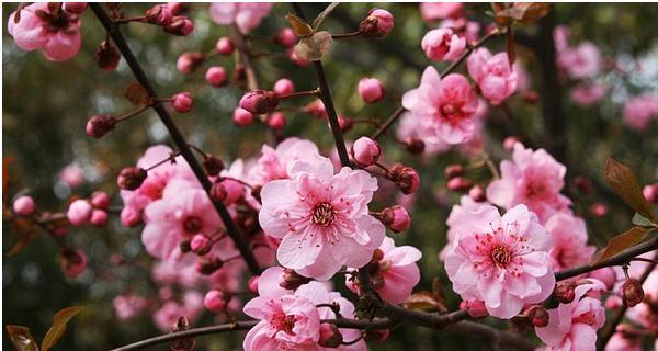 梅花的花语与代表意义（揭示梅花所蕴含的神秘力量）