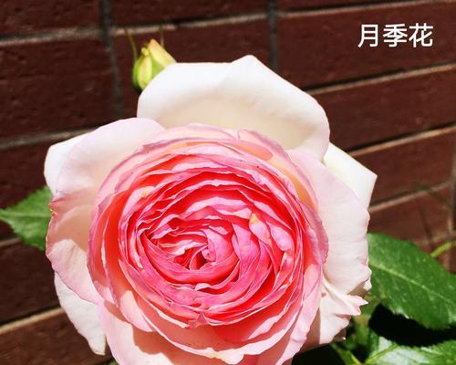 月季花莲花语（探寻月季花莲花的深层含义）