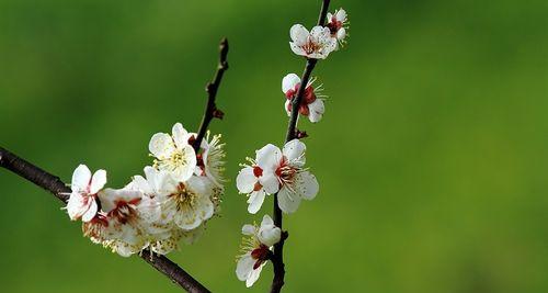 梅花叶子的形状及特点（探究梅花叶子的美丽之处）