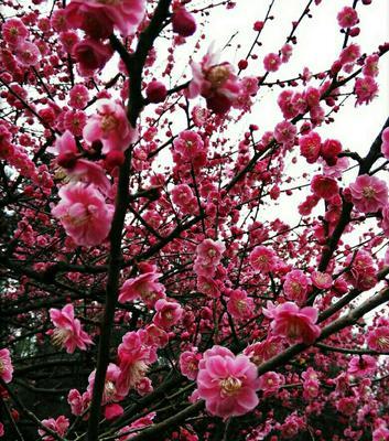 梅花冬天竟然开花（探究梅花冬季开花的奥秘）