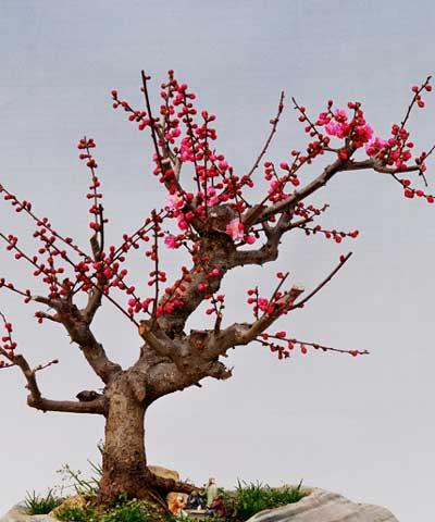 梅花能否在冬天栽活（探讨梅花在冬季生存的可能性及方法）