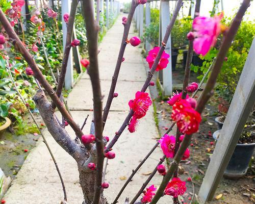 梅花的冬季养护（如何让梅花在寒冬中健康成长）