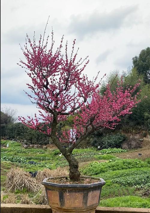 梅花的根系有多发达（探究梅花根系的形态、分布和生长条件）