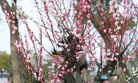 梅花的养护与种植方法（让梅花在你的庭院绽放——梅花的养殖技巧）