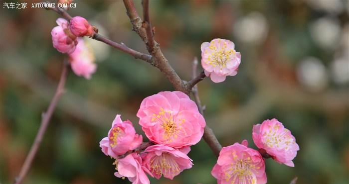 梅花开花时间详解（解锁梅花盛开的秘密）