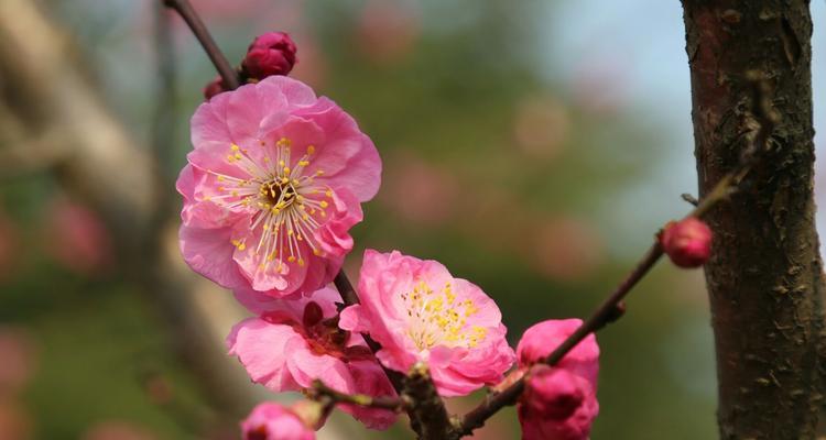 梅花开花时间详解（解锁梅花盛开的秘密）