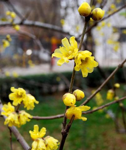 梅花开花时间详解（解锁梅花盛开的秘密）