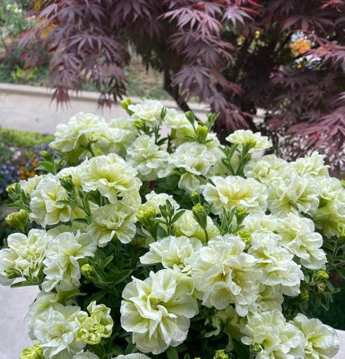 重瓣矮牵牛花（花开繁华）