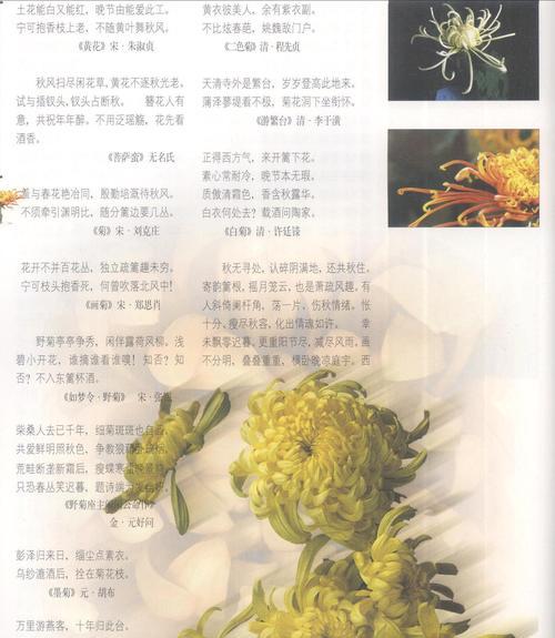 重瓣菊花的花语和象征（探索重瓣菊花在不同文化中的意义和象征）