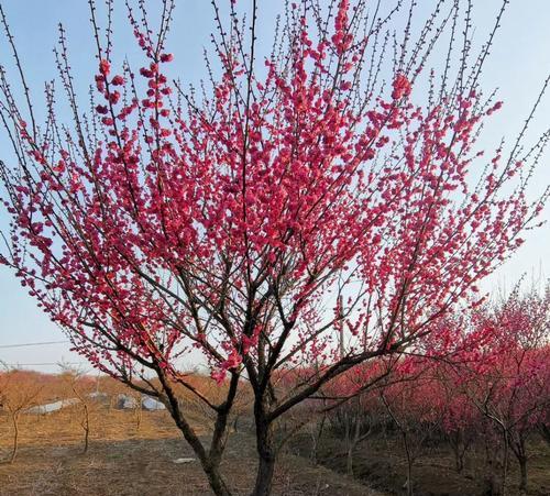 在院子里种梅花，这些需要注意！