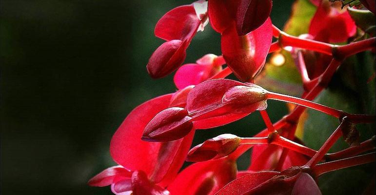 竹节秋海棠花语-唤醒心灵的美丽（竹节秋海棠）