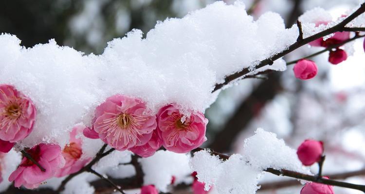 梅花的耐寒能力究竟有多强（探秘梅花在零度以下的生存之道）