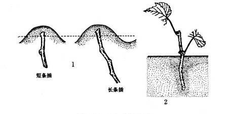 如何用最快的方法让梅花扦插生根（专家教你实用技巧）