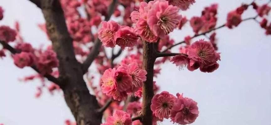 梅花开花季节（冬春季节开花盛景）