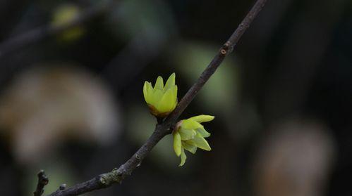 梅花的生长过程（揭秘梅花发芽长叶的奥秘）