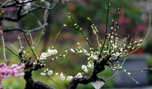 梅花换盆时间与技巧（让梅花焕发新生命）