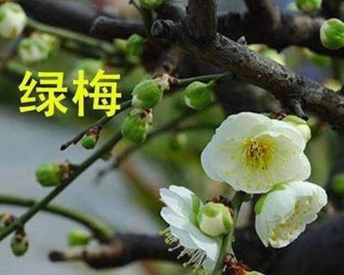 梅花换盆（轻松掌握梅花换盆技巧）