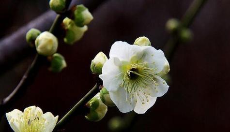 梅花剪枝指南——让梅花绽放更美丽（春天的梅花）