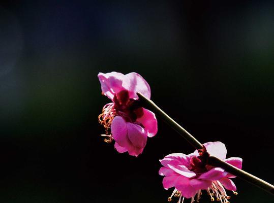 梅花开花与凋谢时间的探究（揭秘梅花开花与凋谢的神秘规律）