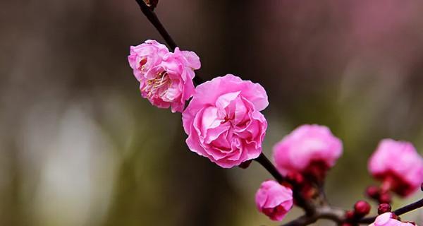 梅花开花与凋谢时间的探究（揭秘梅花开花与凋谢的神秘规律）