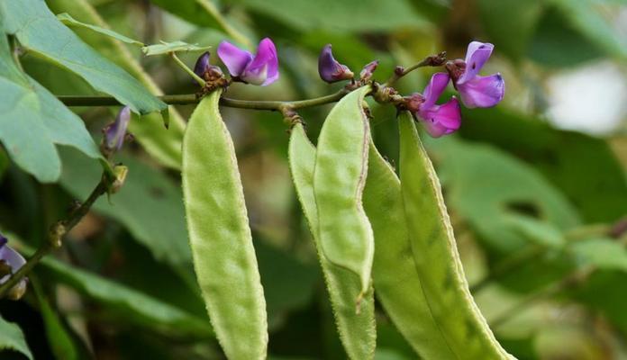 梅花——真正的被子植物（揭开梅花被子植物的神秘面纱）