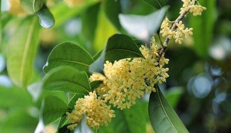 探秘梅花的裸子植物身份（梅花的生态背景与生长特点解析）