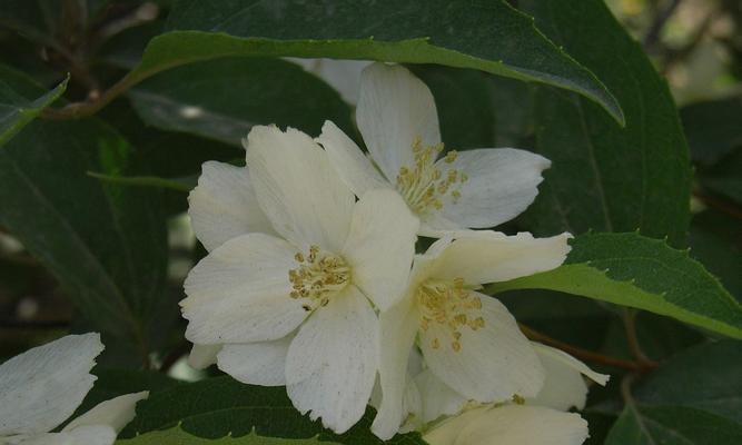 探秘梅花的裸子植物身份（梅花的生态背景与生长特点解析）