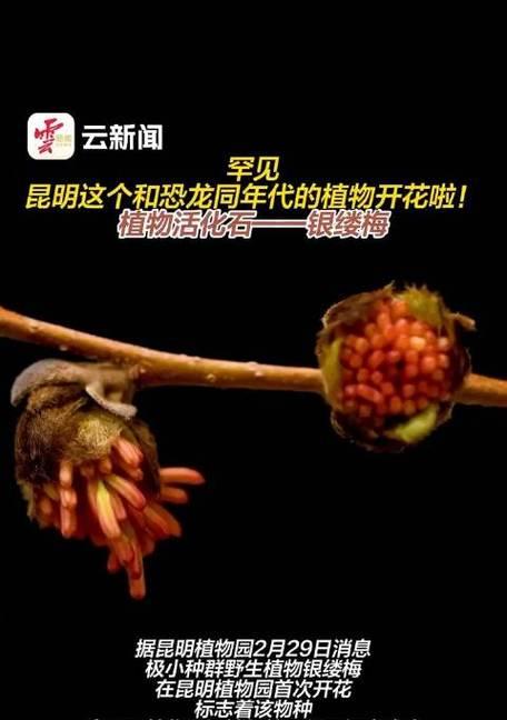 探秘梅花的裸子植物身份（梅花的生态背景与生长特点解析）