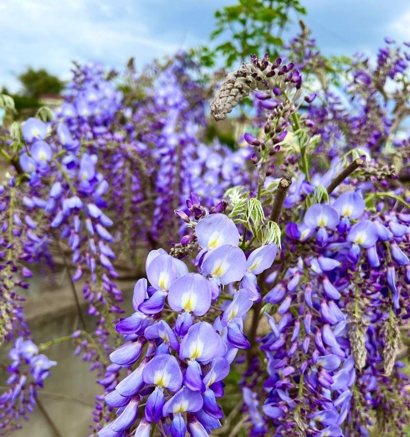 紫藤罗花之美（探索紫藤罗花的花语与意义）