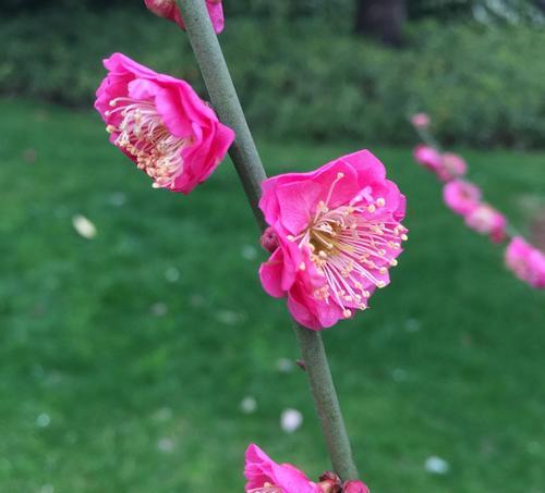 梅花，不只是花，还是木本植物（梅花的生长习性）