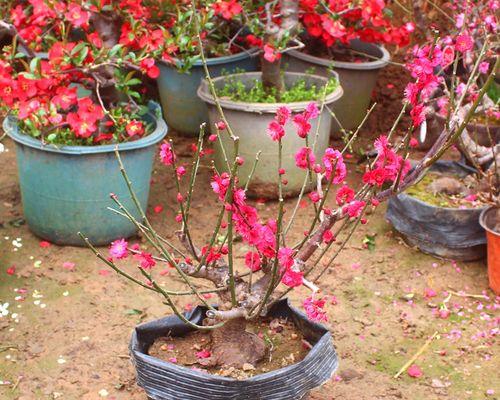 梅花，不只是花，还是木本植物（梅花的生长习性）