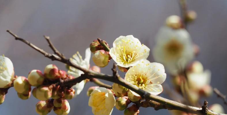 探究梅花是哪个国家的国花（揭秘梅花的种类）