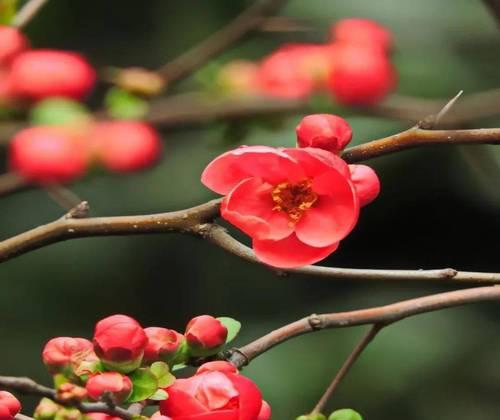 寻访梅城之美——揭秘梅花是哪个市的市花（探寻梅城的魅力所在）