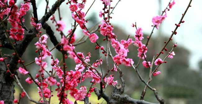 梅花绽放时节的魅力（探秘梅花开放季节的奥秘）