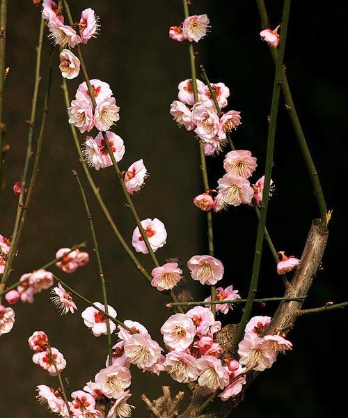 从形态到品种，一览梅花独特之美（从形态到品种）