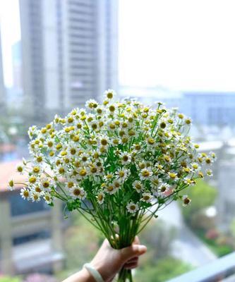 花开花落，情意绵绵（探寻我最爱的花之花语）