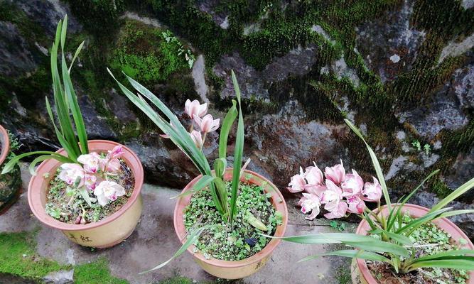 蕙兰花的花语与寓意（一朵芳香与高贵并存的花）