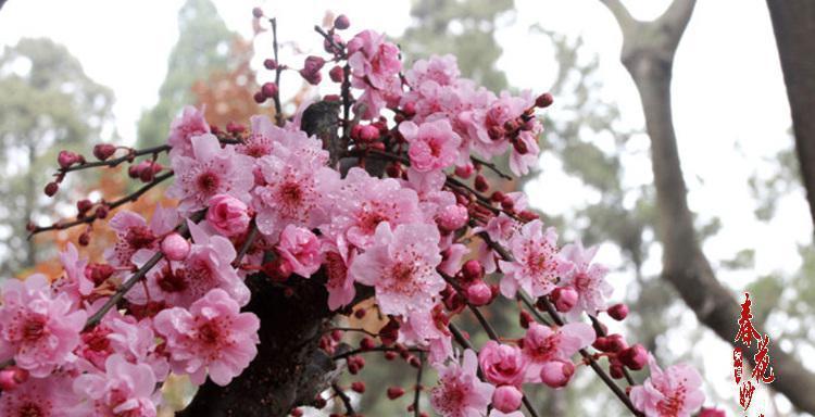 梅花夏天开花神话破灭（关于梅花盛开的真相和背后的故事）